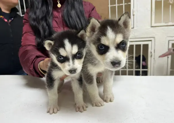 VIDEO l Huskys rescatados en Escobedo buscan familia, conoce los requisitos para adoptarlos