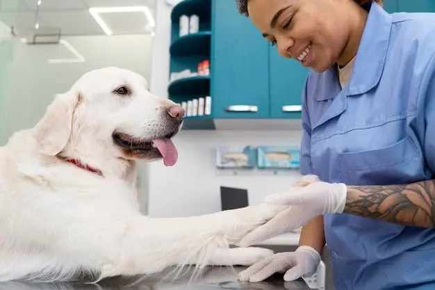 Esterilización de lomitos y michis gratuita en Toluca; checa fechas y lugares