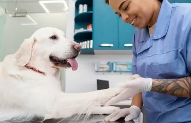 Esterilización de lomitos y michis gratuita en Toluca; checa fechas y lugares