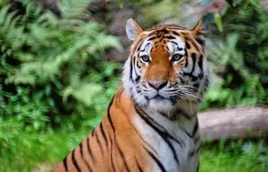 Investigan supuesto hallazgo de un tigre de Bengala en un predio de San Pedro