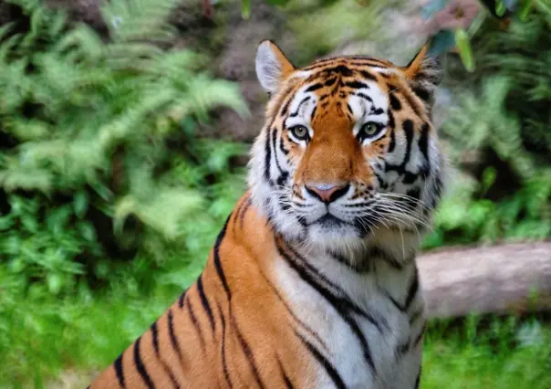 Investigan supuesto hallazgo de un tigre de Bengala en un predio de San Pedro