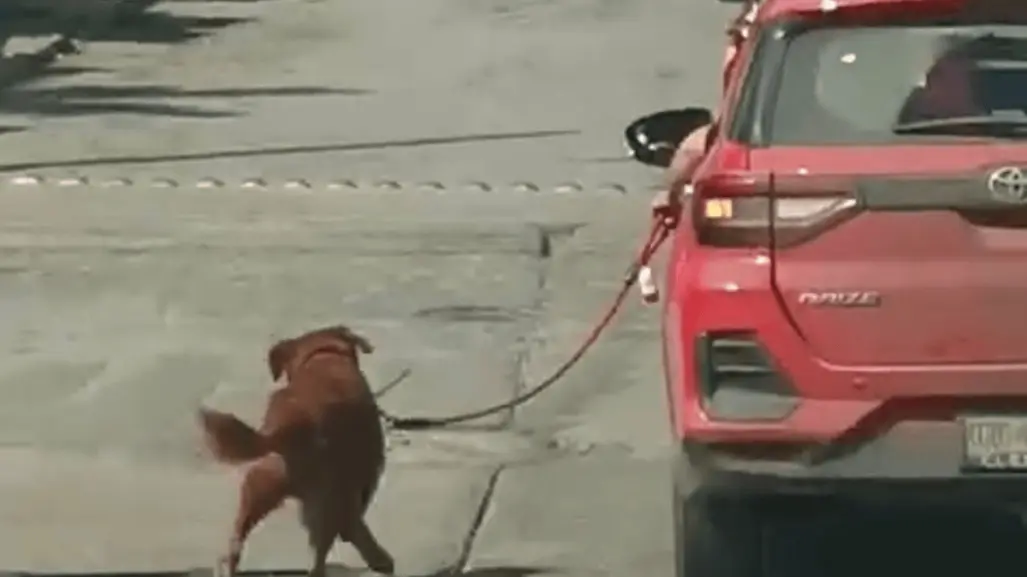 Perrito es jalado por camioneta en calles de Tampico | VIDEO