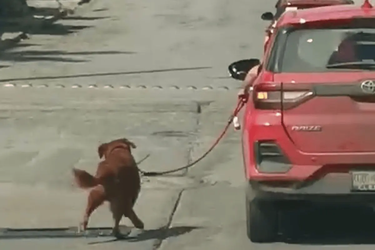 Tras la difusión del video, la Dirección de Ecología de Tampico recibió un reporte sobre el caso de maltrato animal, específicamente en la Colonia Echeverría, donde se encontraba el dueño del perro. Foto: Redes sociales