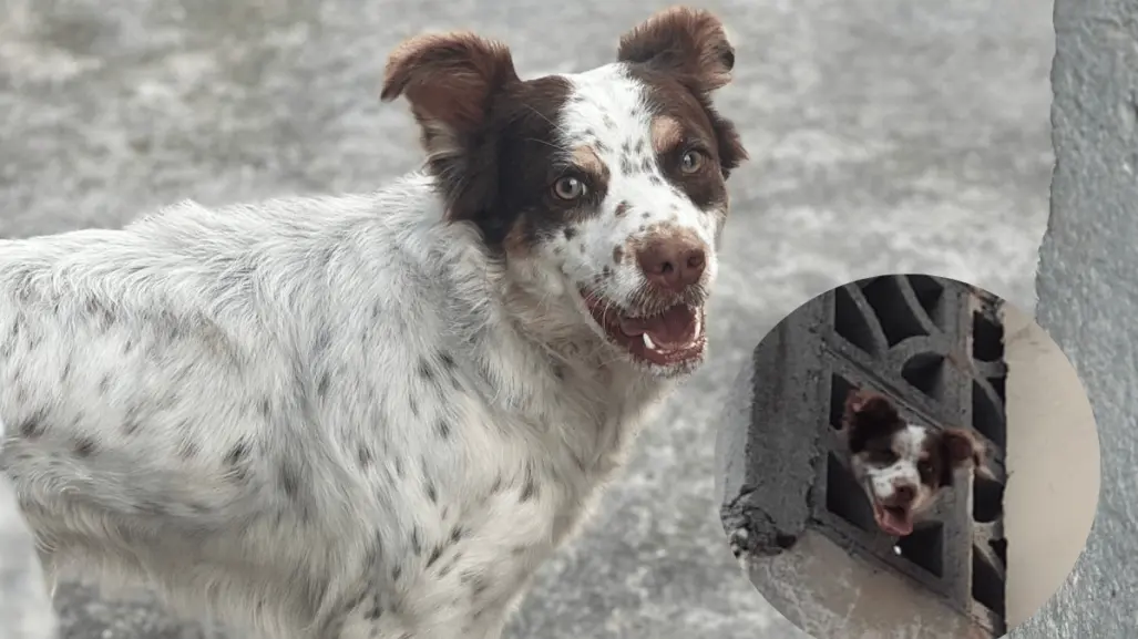 VIDEO l Protección Civil de Guadalupe rescata a perro atrapado en azotea