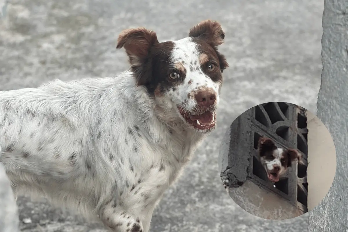 Para garantizar la seguridad del perro, los elementos de Protección Civil optaron por retirar parte de la estructura de la barda. Foto: PC Guadalupe.