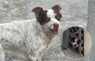 VIDEO l Protección Civil de Guadalupe rescata a perro atrapado en azotea