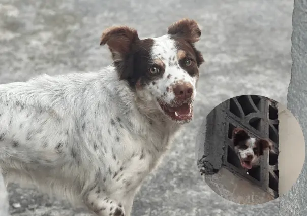 VIDEO l Protección Civil de Guadalupe rescata a perro atrapado en azotea