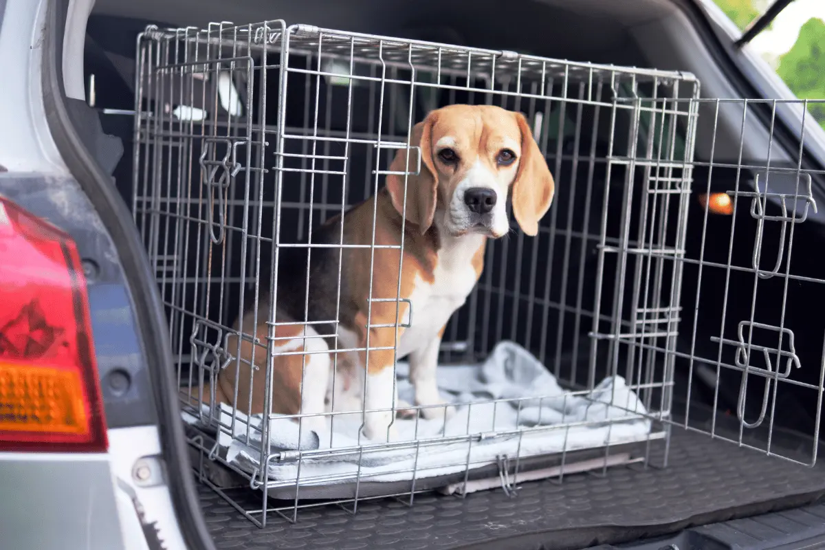 Las autoridades locales han trabajado de la mano con organismos de protección animal para llevar a cabo una investigación exhaustiva. Foto: Canva.