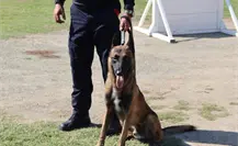 Despliega Tamaulipas operativo con perros expertos en localizar explosivos