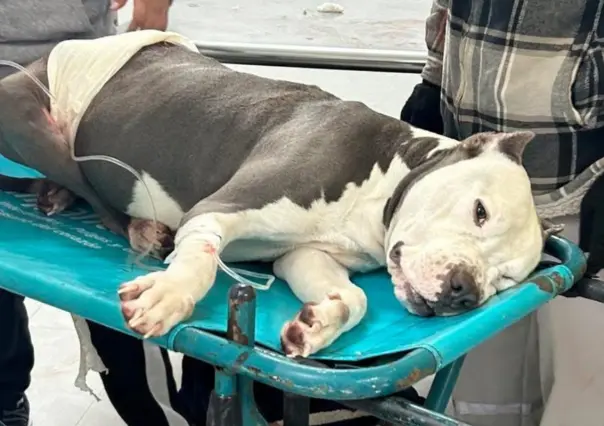 Jimbo: hombre ataca a pitbull con un machete en Escobedo