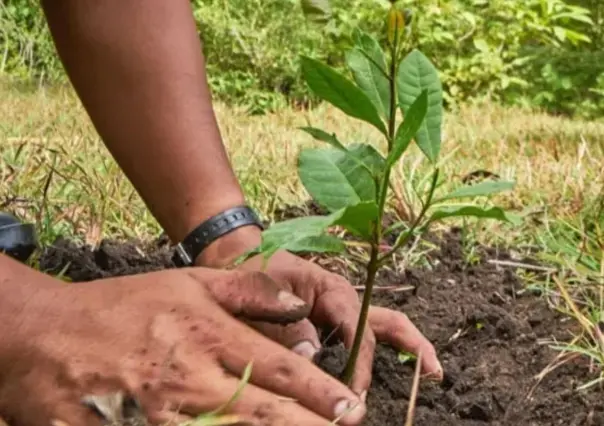 Estos son los árboles nativos de Nuevo León que puedes adoptar y donar