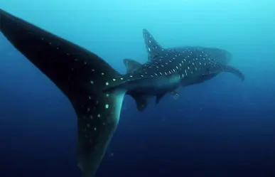 Baja cantidad de tiburones ballena obliga a suspender actividades turísticas en La Paz