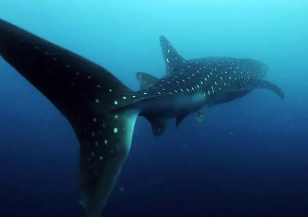 Baja cantidad de tiburones ballena obliga a suspender actividades turísticas en La Paz