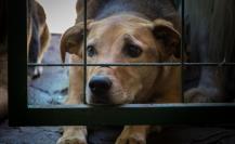 Proponen sanciones más severas para quienes maltraten animales en BCS