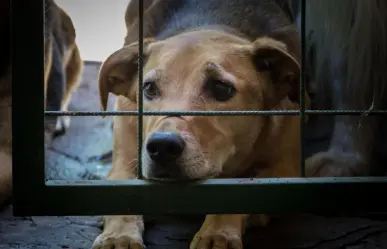 Proponen sanciones más severas para quienes maltraten animales en BCS