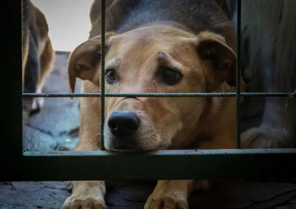 Proponen sanciones más severas para quienes maltraten animales en BCS