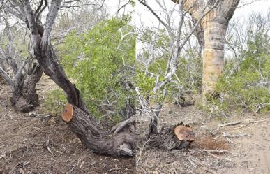 Detectan tala ilegal de mezquites en el acceso a las dunas del Mogote