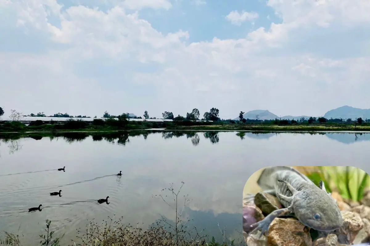 Humedales de Xochimilco, hábitat del Ajolote Foto: SEDEMA