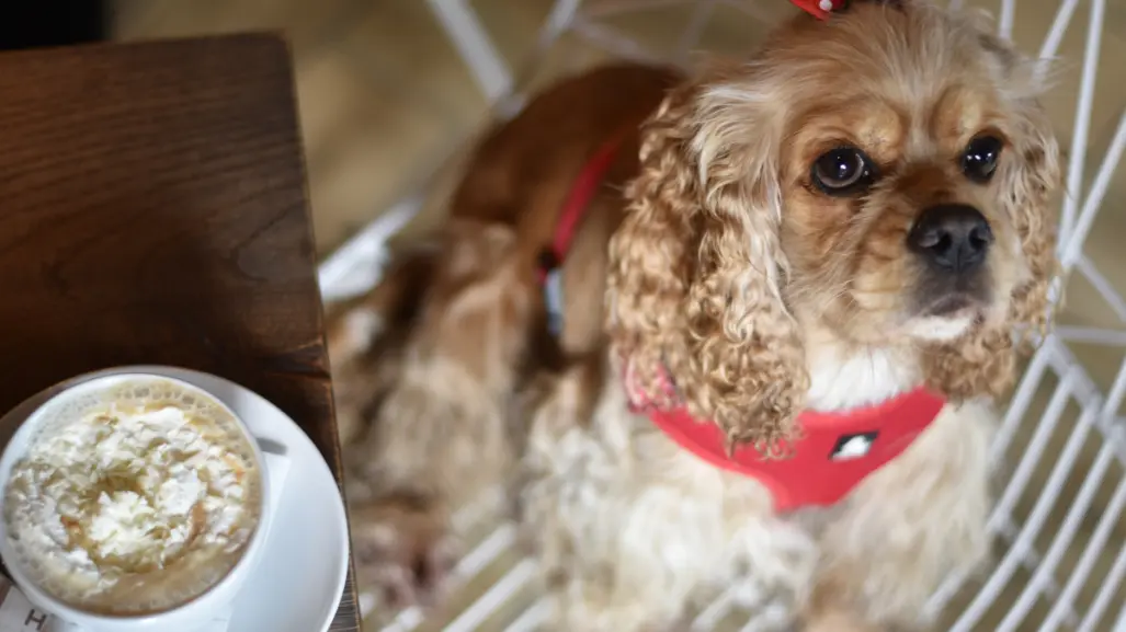 Llegará Dog Café a CDMX, adopta a un perrito mientras disfrutas de tu desayuno