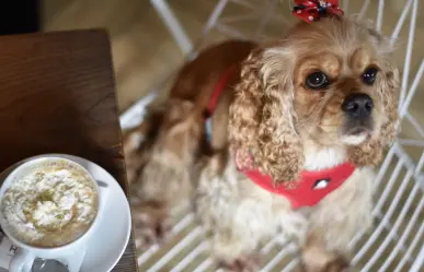 Llegará Dog Café a CDMX, adopta a un perrito mientras disfrutas de tu desayuno