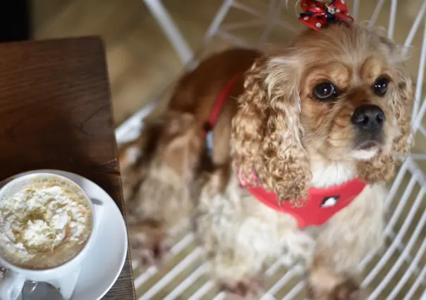 Llegará Dog Café a CDMX, adopta a un perrito mientras disfrutas de tu desayuno