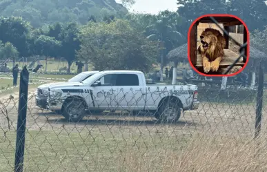 Muere trabajador de safari por ataque de León en  Altamira; esto se sabe