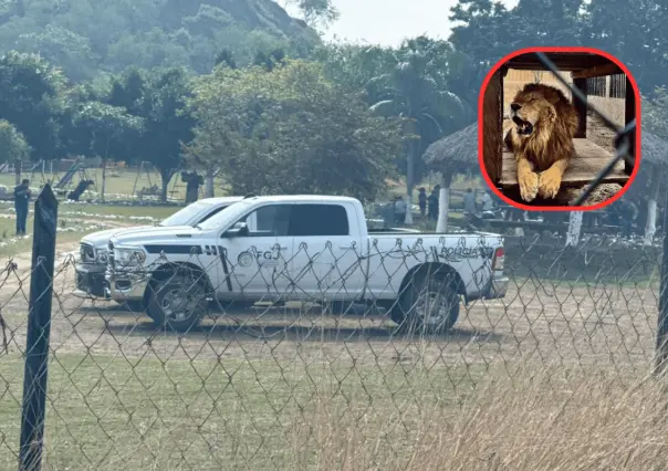 Muere trabajador de safari por ataque de León en  Altamira; esto se sabe