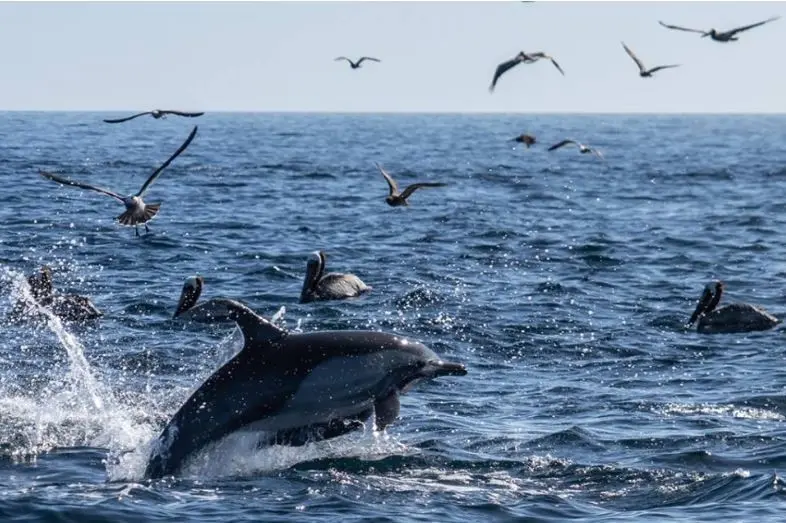 Para este fin de semana, esta en plena temporada el avistamiento de especies marinas como las ballenas, tiburón ballena, delfines y otras especies. Foto: México Desconocido.