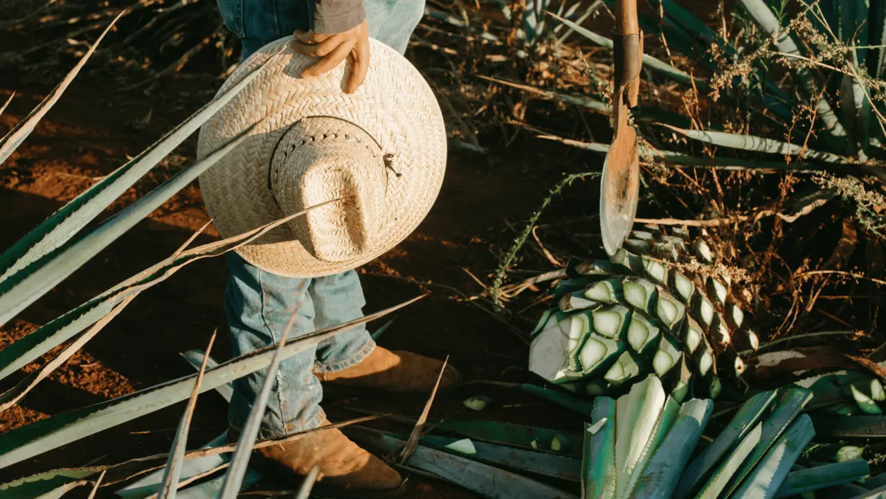 Productores de agave en quiebra en Chiapas, advierten especialistas. Foto: Canva.