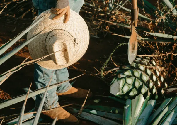 Productores de agave en quiebra en México, advierten especialistas