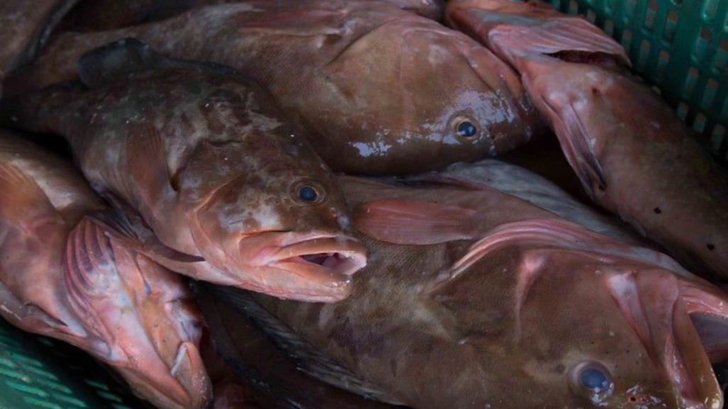 Este es el panorama para los pescadores de Yucatán ante la próxima veda del mero