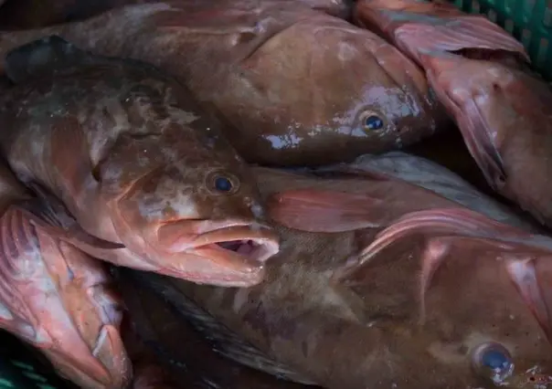 Este es el panorama para los pescadores de Yucatán ante la próxima veda del mero