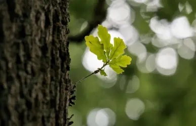 Esto debes conocer sobre el pilar ecológico de los árboles nativos de Nuevo León