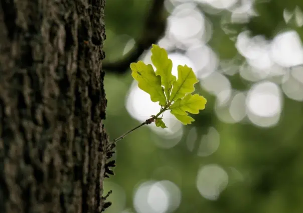 Esto debes conocer sobre el pilar ecológico de los árboles nativos de Nuevo León