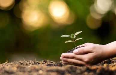 Esto debes de saber sobre la conservación de árboles nativos en Nuevo León