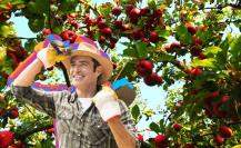 Manzana en Coahuila ¿Qué es lo que hace a Arteaga la tierra ideal para su cultivo?