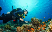 ¡El lugar perfecto para bucear! Así es el Arrecife Manchones en Isla Mujeres