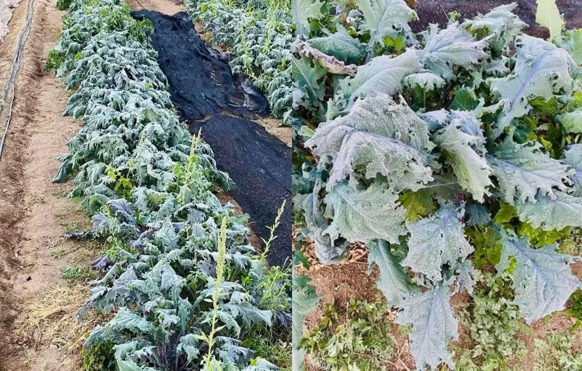 El frío no solo quemó las hojas, sino que también dañó las raíces, haciendo imposible salvar los cultivos en la zona. Foto: Facebook / Guerrero del Sal