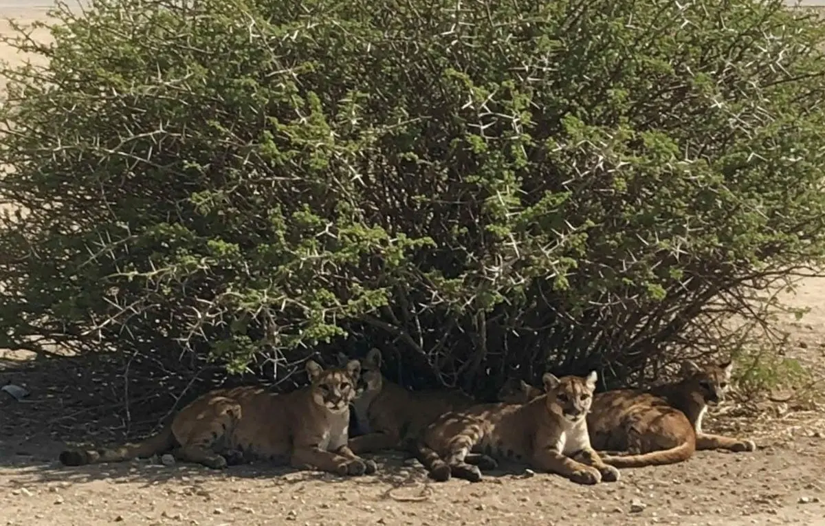 Aunque no hay evidencia oficial, muchas personas han comenzado a tomar precauciones ante el temor de encontrar un puma en las calles.  Foto: Facebook / Guerrero de Sal