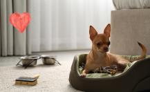 Hoteles pet friendly de Durango: estos son los tipos de mascotas con los que te puedes alojar