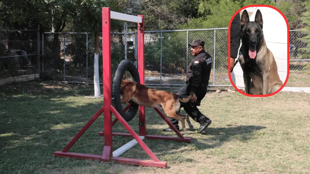 La conmovedora historia de un perro policía: de compañeros de trabajo a familia