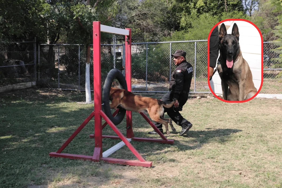 El trabajo diario como binomio K-9 generó un vínculo estrecho entre Junior y Juan Antonio. Foto: SSPT