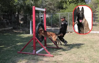 La conmovedora historia de un perro policía: de compañeros de trabajo a familia