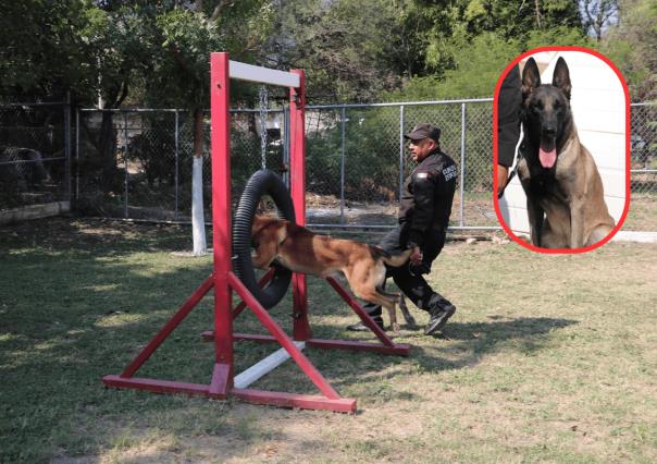 La conmovedora historia de un perro policía: de compañeros de trabajo a familia