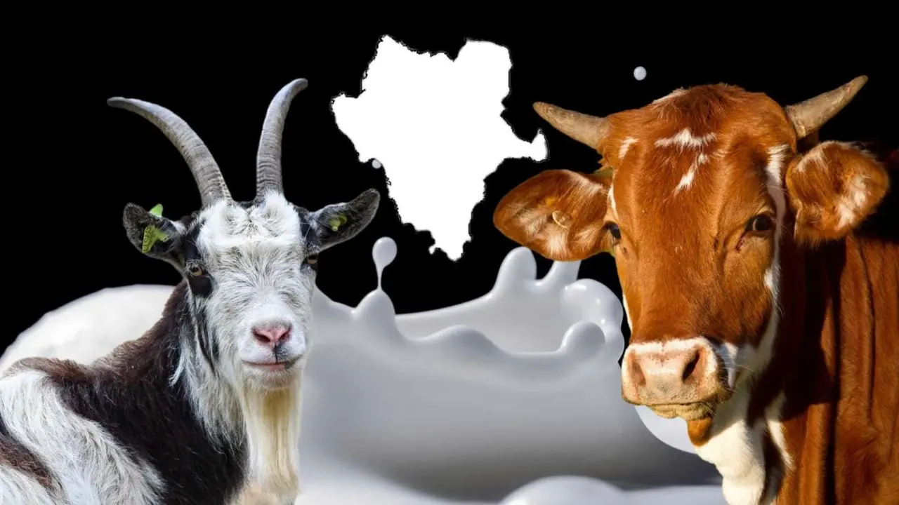 Descubre como se reparte la producción lechera en la región de Durango entre leche de vaca y de cabra. Foto: Pixabay.