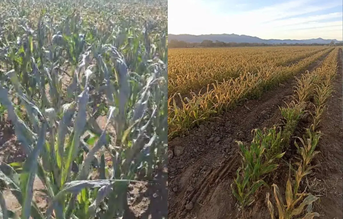 En el rancho El Chinal, el frío extremo afectó la producción.  Foto: Más Noticias BCS