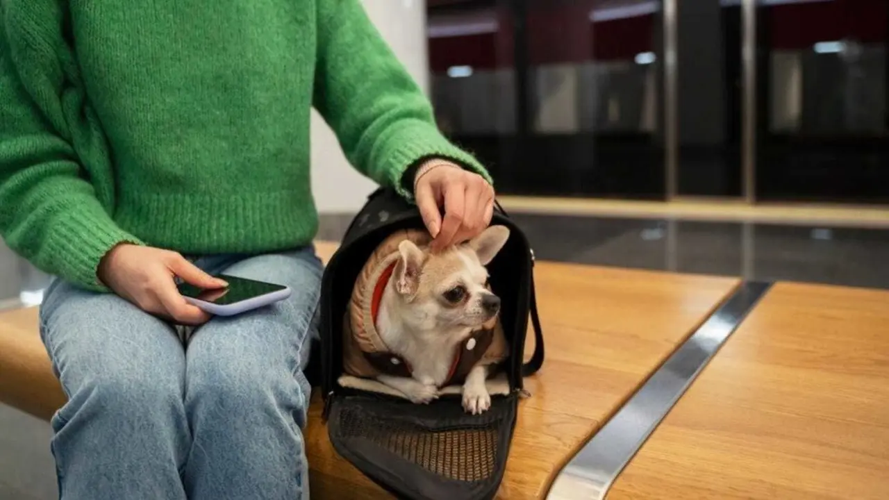 Perrito en bolso de viaje. Foto: Freepik