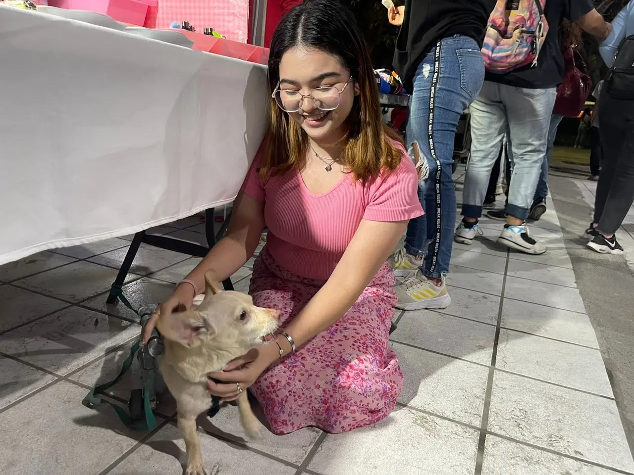 Taco sufrió un accidente mientras su dueña estaba de viaje en Monterrey, cuando su ella regresó a la ciudad notó que su perrito no caminaba y batallaba para moverse. Foto: Sanju Pineda