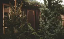 ¿Está disminuyendo el interés por los pinos navideños naturales en Saltillo?