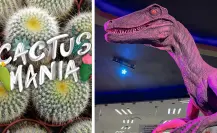 Museo del Desierto en Coahuila: Cactusmanía, ¿Qué es?